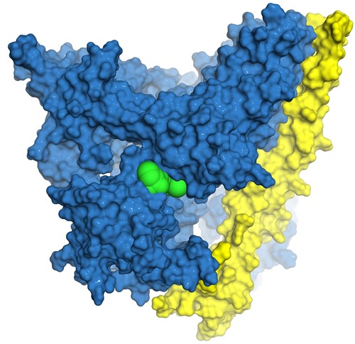 2010 AR P12 3D Protein Structure Showing Bound Drug